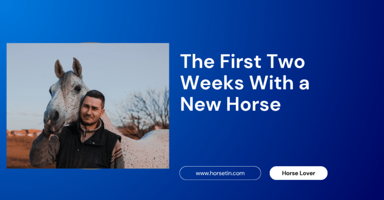 The First Two Weeks With a New Horse