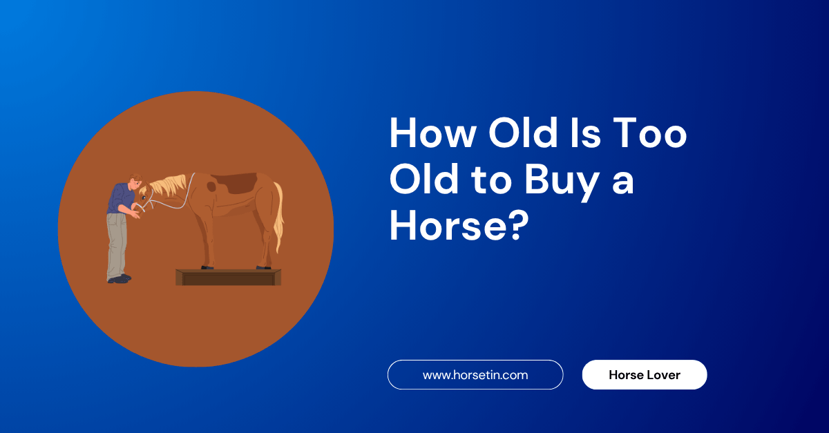 How Old Is Too Old to Buy a Horse?